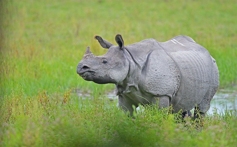 Kaziranga