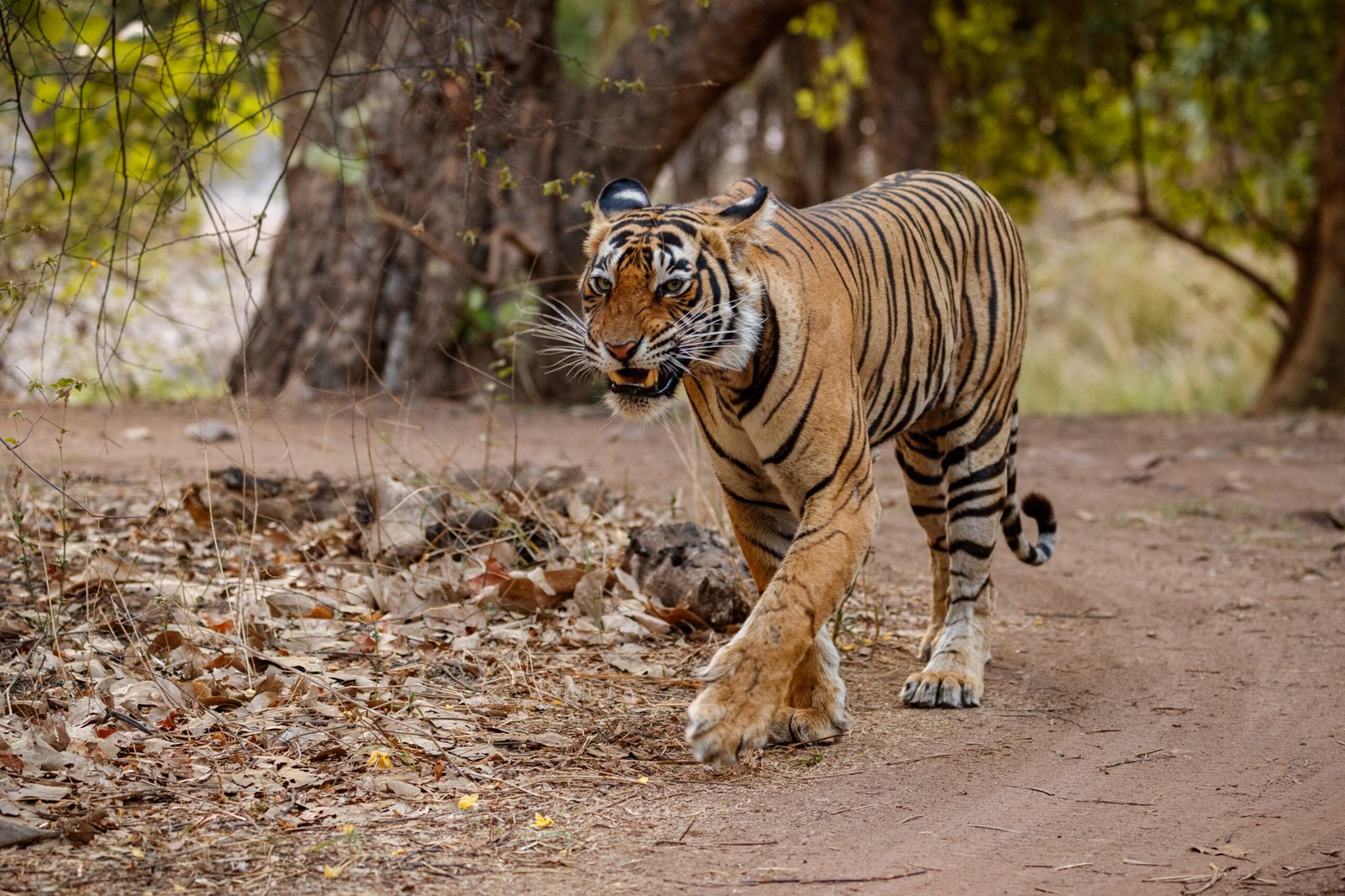 Tadoba